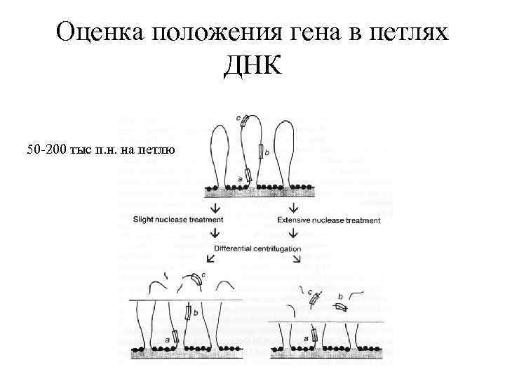 Оценка положения гена в петлях ДНК 50 -200 тыс п. н. на петлю 