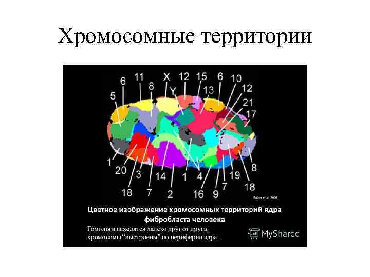 Хромосомные территории 