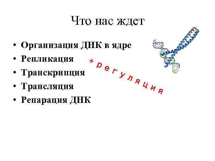 Что нас ждет • • • Организация ДНК в ядре Репликация +р ег Транскрипция