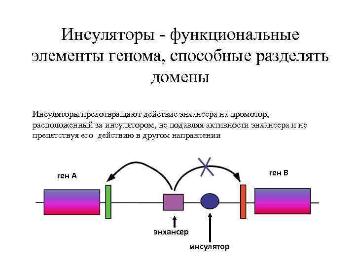 Инсуляторы - функциональные элементы генома, способные разделять домены Инсуляторы предотвращают действие энхансера на промотор,