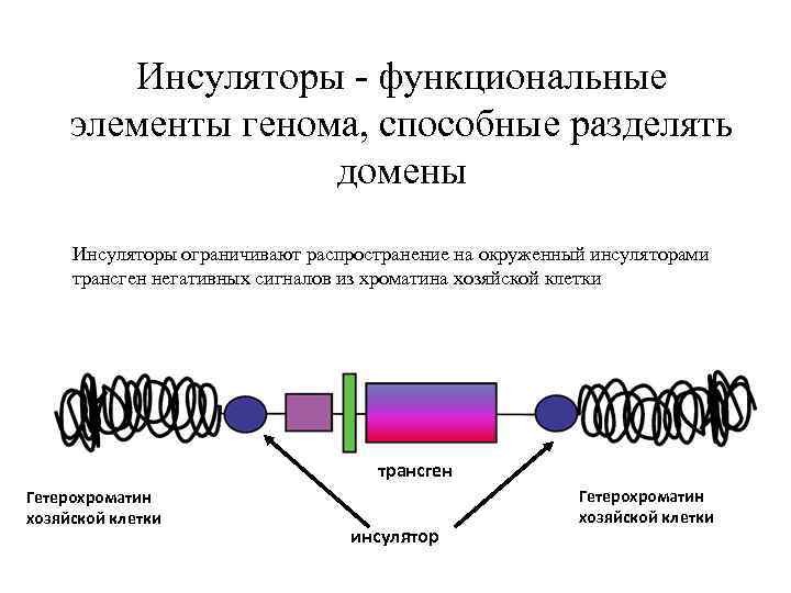 Инсуляторы - функциональные элементы генома, способные разделять домены Инсуляторы ограничивают распространение на окруженный инсуляторами