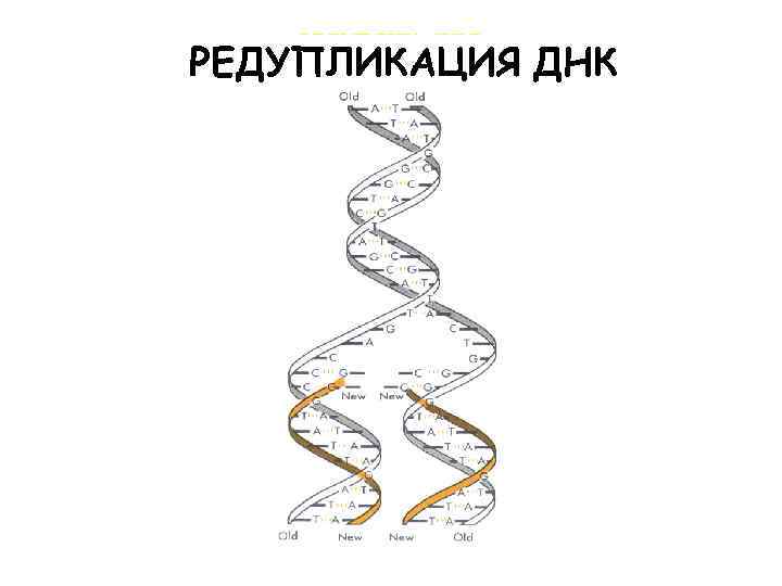 Установите последовательность редупликации днк