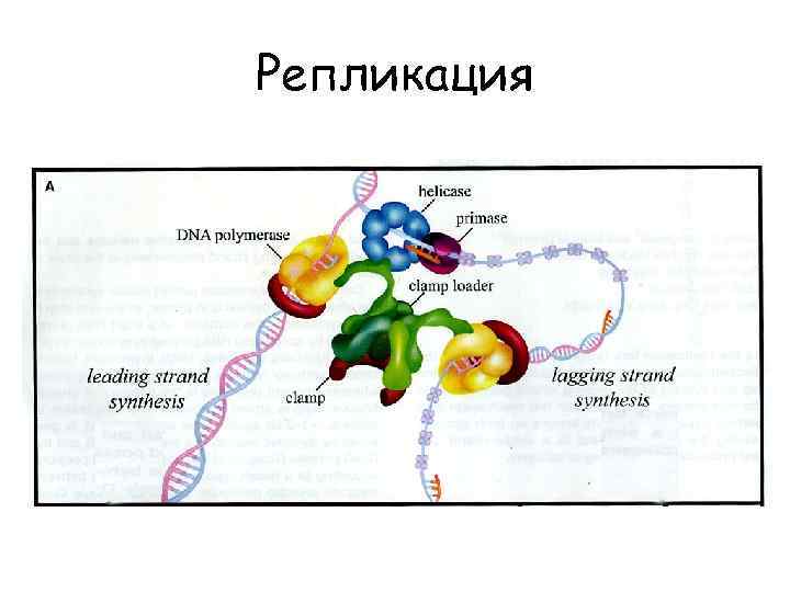 Репликация 