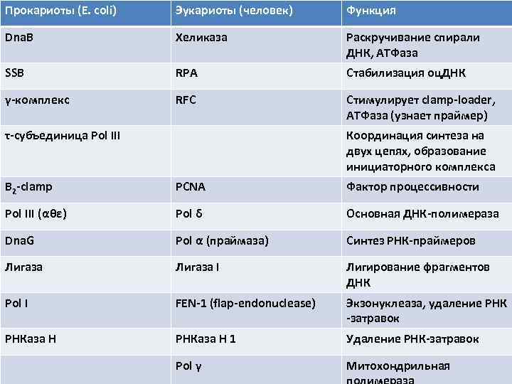 Прокариоты (E. coli) Эукариоты (человек) Функция Dna. B Хеликаза Раскручивание спирали ДНК, АТФаза SSB