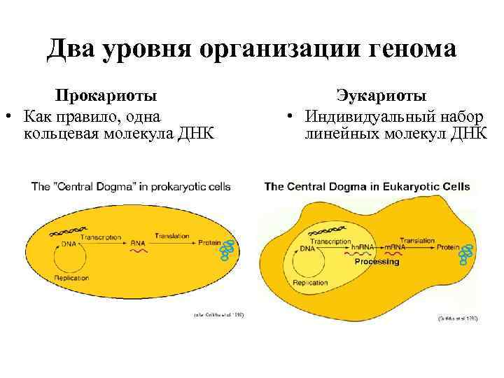 Два уровня организации генома Прокариоты • Как правило, одна кольцевая молекула ДНК Эукариоты •