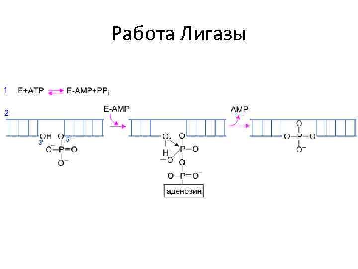 Работа Лигазы 