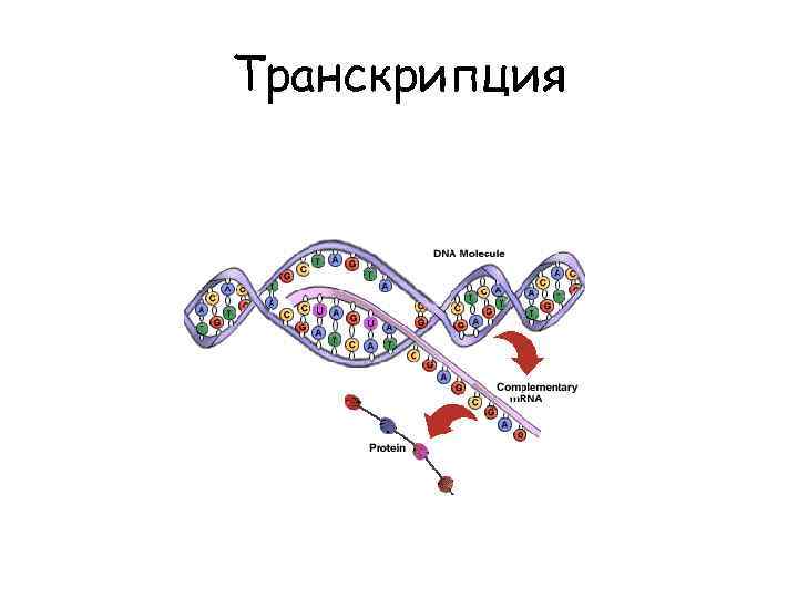 Молекулярная биология схемы