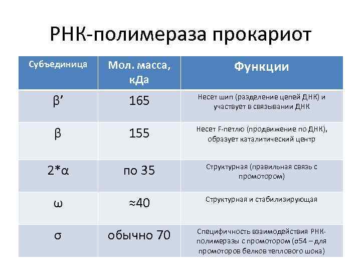 РНК-полимераза прокариот Субъединица Мол. масса, к. Да Функции β’ 165 Несет шип (разделение цепей