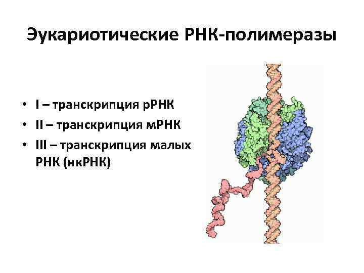 Эукариотические РНК-полимеразы • I – транскрипция р. РНК • II – транскрипция м. РНК