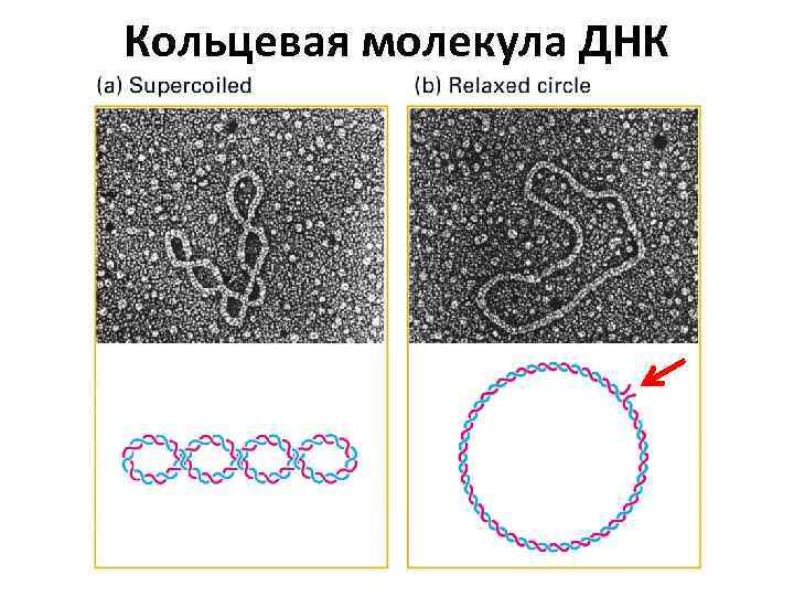 Кольцевая молекула ДНК 