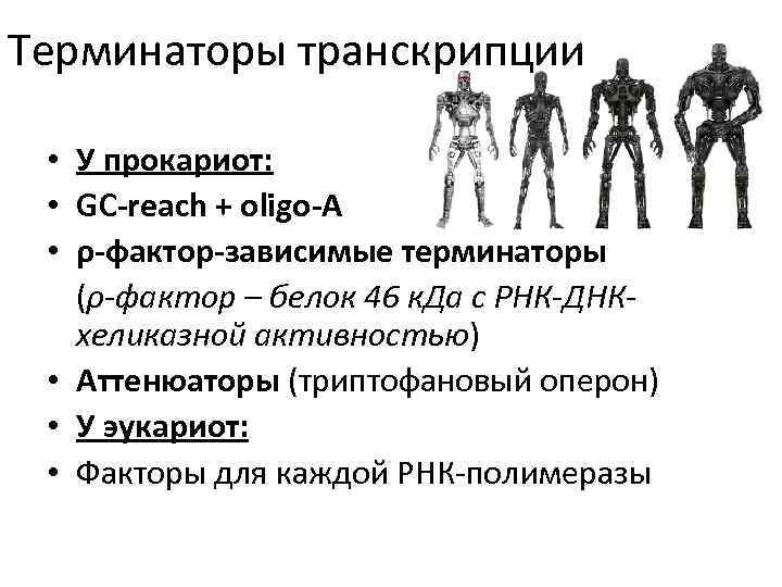 Терминаторы транскрипции • У прокариот: • GC-reach + oligo-A • ρ-фактор-зависимые терминаторы (ρ-фактор –