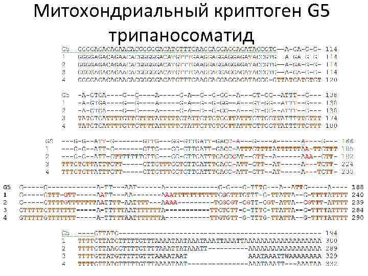 Митохондриальный криптоген G 5 трипаносоматид 