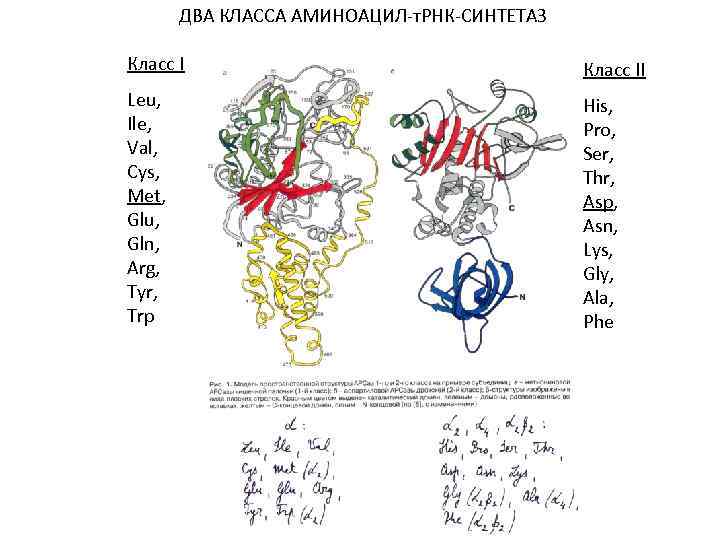 ДВА КЛАССА АМИНОАЦИЛ-т. РНК-СИНТЕТАЗ Класс II Leu, Ile, Val, Cys, Met, Glu, Gln, Arg,