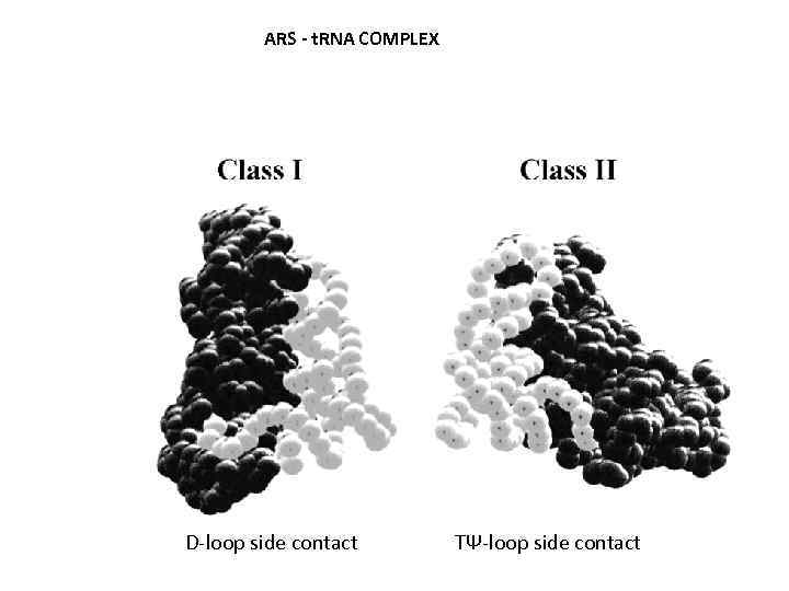 АRS - t. RNA COMPLEX D-loop side contact TΨ-loop side contact 