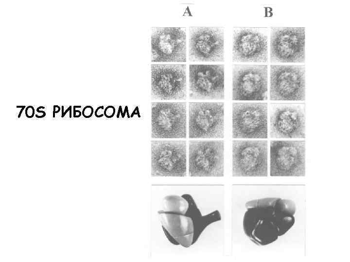 70 S РИБОСОМА 