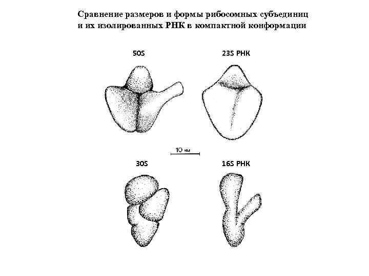 Сравнение размеров и формы рибосомных субъединиц и их изолированных РНК в компактной конформации 50