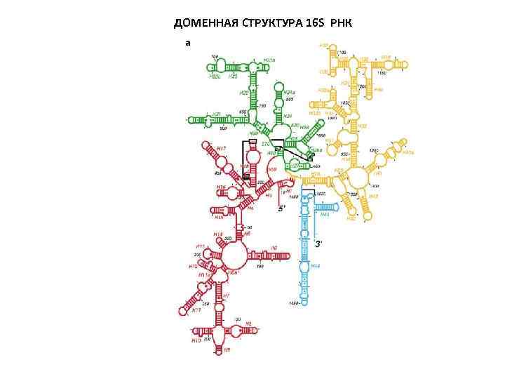 ДОМЕННАЯ CТРУКТУРА 16 S РНК 