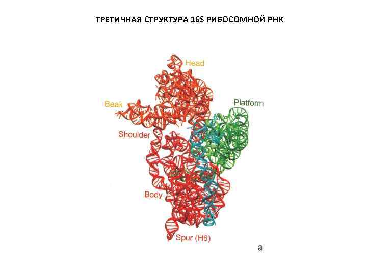 ТРЕТИЧНАЯ СТРУКТУРА 16 S РИБОСОМНОЙ РНК 