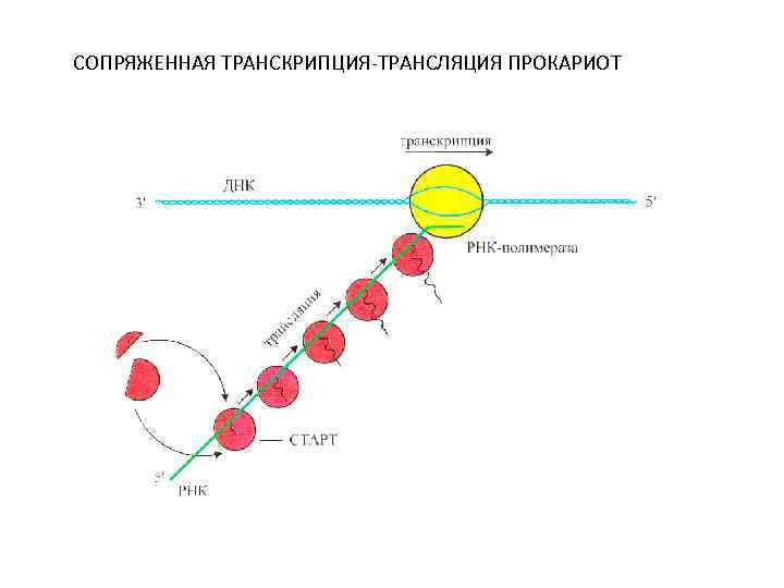 Трансляция генов