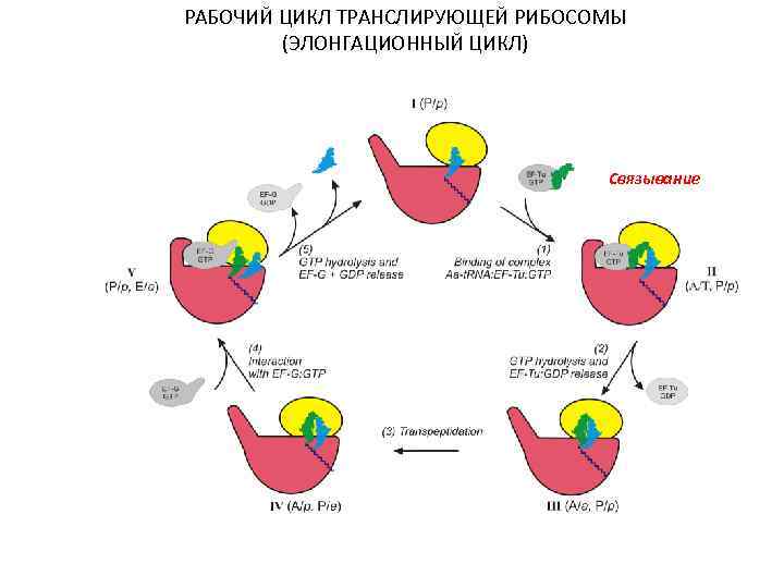 РАБОЧИЙ ЦИКЛ ТРАНСЛИРУЮЩЕЙ РИБОСОМЫ (ЭЛОНГАЦИОННЫЙ ЦИКЛ) Связывание 