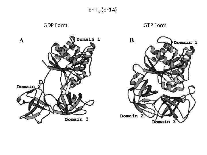 EF-Tu (EF 1 A) GDP Form GTP Form 