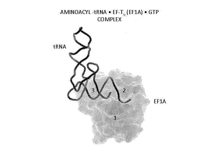 AMINOACYL -t. RNA • EF-Tu (EF 1 A) • GTP COMPLEX t. RNA 3