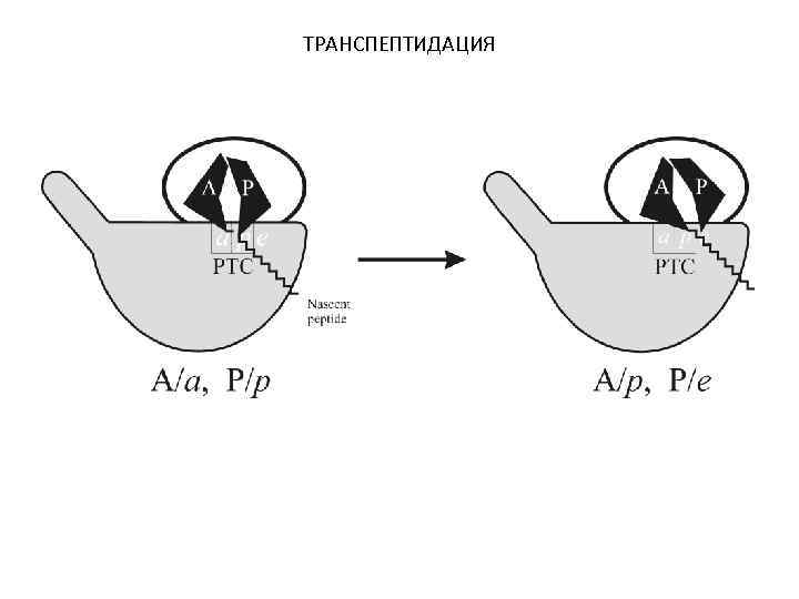 ТРАНСПЕПТИДАЦИЯ 