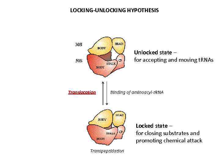 LOCKING-UNLOCKING HYPOTHESIS Unlocked state – for accepting and moving t. RNAs Translocation Binding of