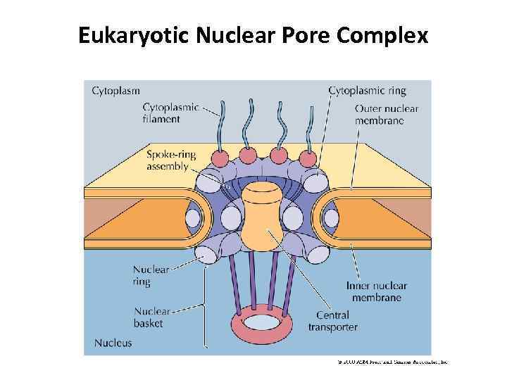 Nuclear bug. Строение ядерного порового комплекса. Схема ядерного порового комплекса. Строение порового комплекса ядра. Ядерный поровый комплекс.