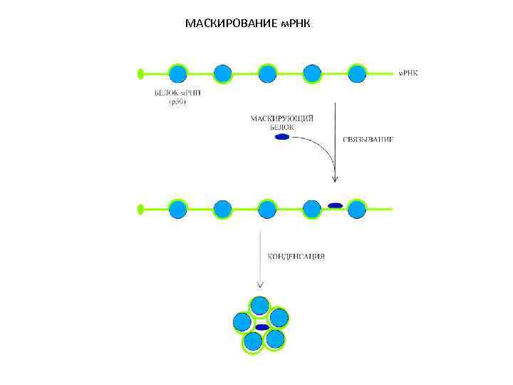 МАСКИРОВАНИЕ м. РНК 