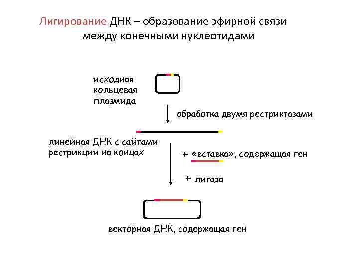 Лигирование ДНК – образование эфирной связи Лигирование между конечными нуклеотидами исходная кольцевая плазмида обработка