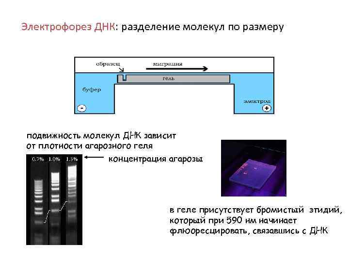 Электрофорез ДНК: разделение молекул по размеру Электрофорез ДНК подвижность молекул ДНК зависит от плотности