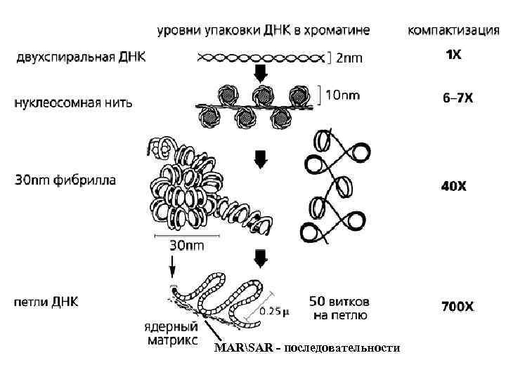 MARSAR - последовательности 