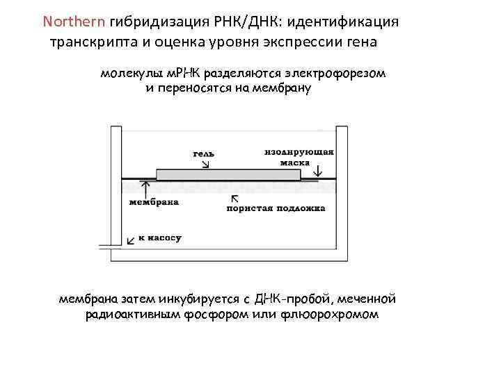 Northern гибридизация РНК/ДНК: идентификация Northern транскрипта и оценка уровня экспрессии гена молекулы м. РНК