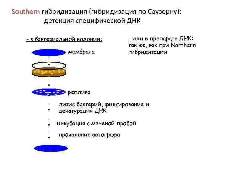 Southern гибридизация (гибридизация по Саузерну): Southern детекция специфической ДНК - в бактериальной колонии: мембрана