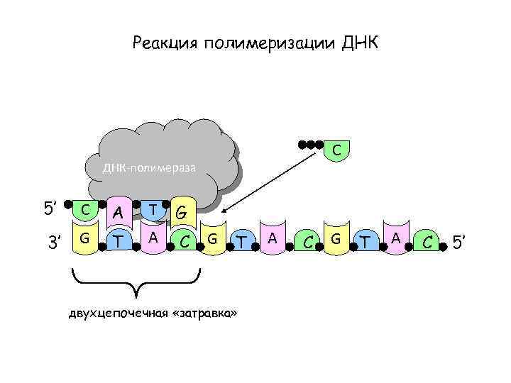 Реакция полимеризации ДНК C ДНК-полимераза 5’ C A T G 3’ G T A