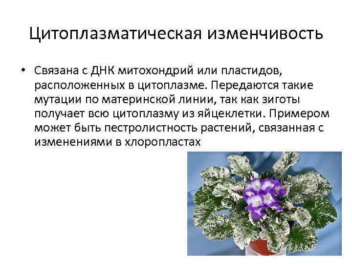 Цитоплазматическая изменчивость • Связана с ДНК митохондрий или пластидов, расположенных в цитоплазме. Передаются такие