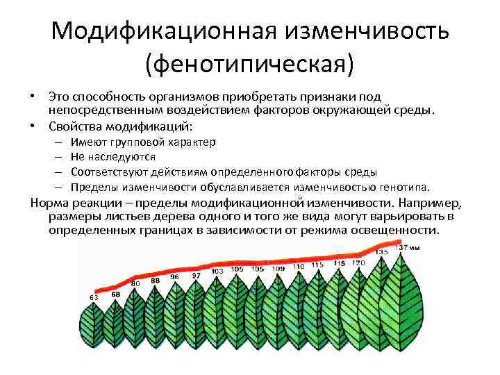 Модификационная изменчивость (фенотипическая) • Это способность организмов приобретать признаки под непосредственным воздействием факторов окружающей