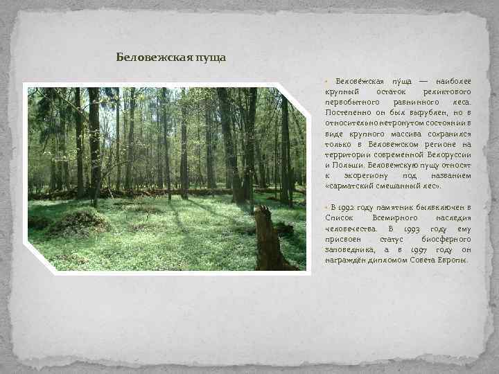 Беловежская пуща Белове жская пу ща — наиболее крупный остаток реликтового первобытного равнинного леса.