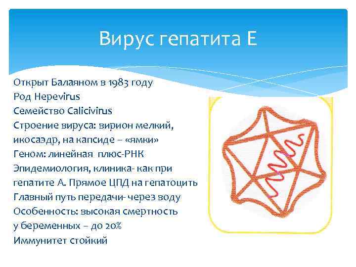 Вирус гепатита Е Открыт Балаяном в 1983 году Род Hepevirus Семейство Calicivirus Строение вируса: