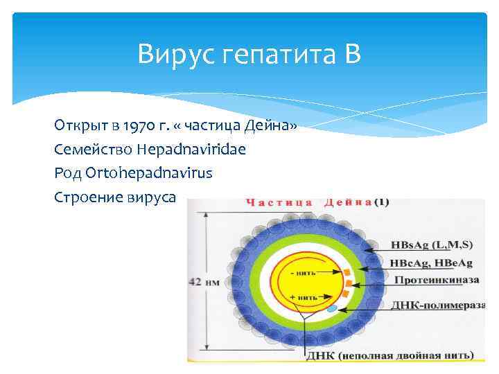 Вирус гепатита В Открыт в 1970 г. « частица Дейна» Семейство Hepadnaviridae Род Ortohepadnavirus
