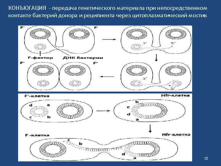 КОНЪЮГАЦИЯ - передача генетического материала при непосредственном контакте бактерий донора и реципиента через цитоплазматический
