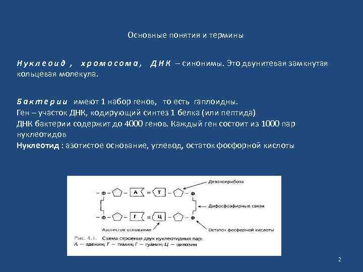 Основные понятия и термины Н у к л е о и д , х
