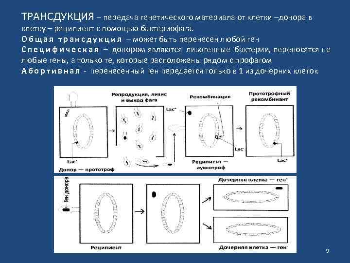 ТРАНСДУКЦИЯ – передача генетического материала от клетки –донора в клетку – реципиент с помощью