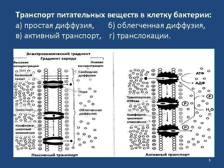 Транспорт питательных веществ в клетку бактерии: а) простая диффузия, б) облегченная диффузия, в) активный