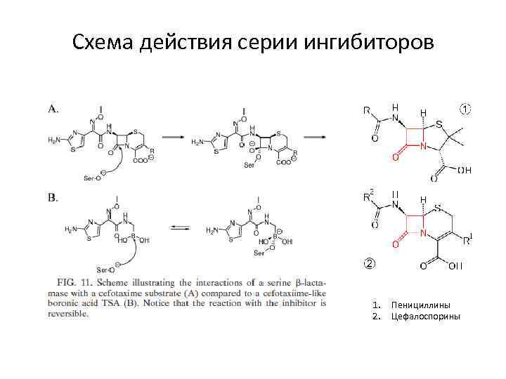 Схема действия серии ингибиторов 1. 2. Пенициллины Цефалоспорины 