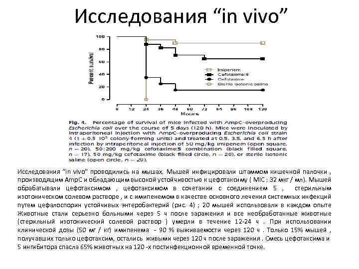 Исследования “in vivo” проводились на мышах. Мышей инфицировали штаммом кишечной палочки , производящим Amp.