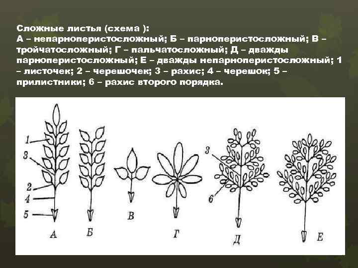 Сложные листья (схема ): А – непарноперистосложный; Б – парноперистосложный; В – тройчатосложный; Г