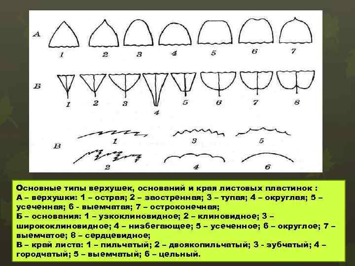 Основные типы верхушек, оснований и края листовых пластинок : А – верхушки: 1 –