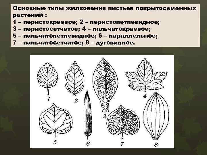 Основные типы жилкования листьев покрытосеменных растений : 1 – перистокраевое; 2 – перистопетлевидное; 3